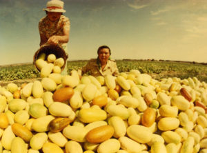 Баянхонгор-Эхийн-гол-дахь-жимс-ногооны-эрдэм-шинжилгээний-салбарын-шинээр-бий-болгосон-өргөст-хэмхийн-хураалт-1985-он