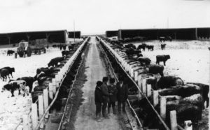 Ж.Баатар-малын-их-эмч,-Е.Ф-Тихомиров-зоотехникч,-Д.Дамдинсүрэн-дарга,-Д.Өвгөнхүү-зоотехникч,-нар-ажлаа-зөвлөж-байна-1985-он