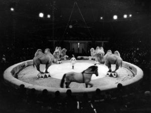 Циркчин-С.Баярхүү-1978-он